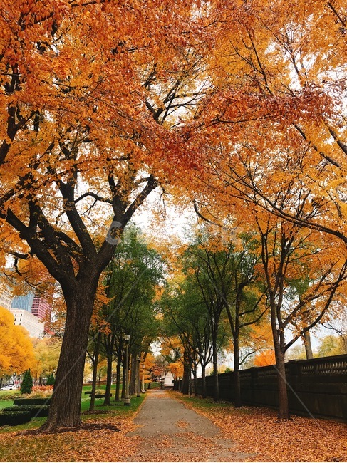 공원,낙엽,가을,단풍,나무,미국,시카고,산책로,가을,계절,fall,autumn,season,tree,plant,식물,tree trunk,나무 줄기,maple