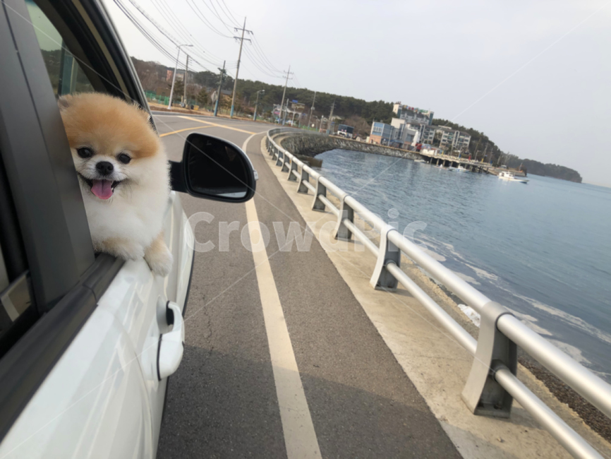 강아지,포메라니안,드라이브,강아지자동차,애견동반,강아지여행,해안도로,반려동물,운전,강아지드라이브,강아지미소,강아지웃음,오렌지세이블,갈색강아지,pomeranian