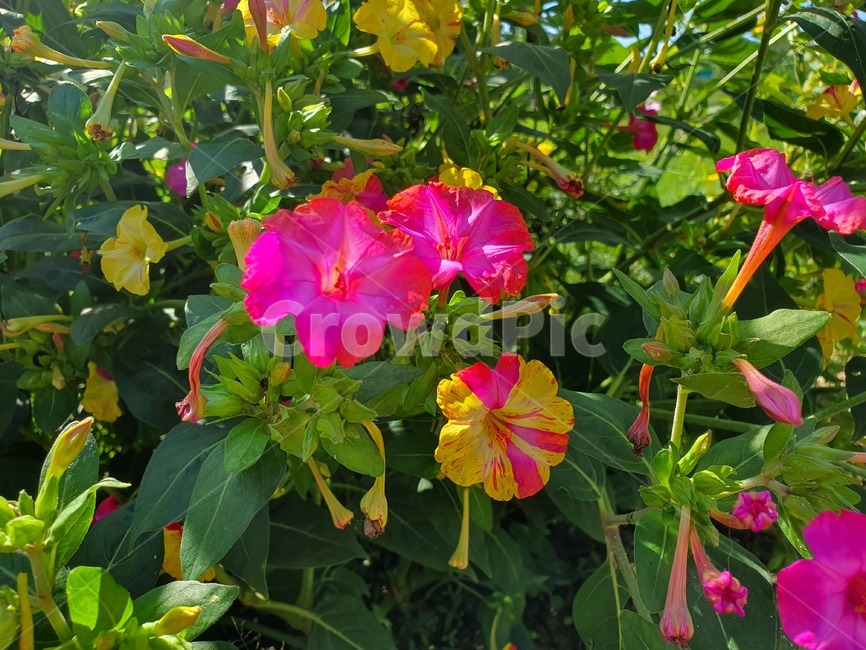 분꽃,분홍색꽃,핑크꽃,노란꽃,꽃,blossom,flower,식물,plant,자연,nature,pink,yellow,식물,자연,plants,nature,꽃,flower