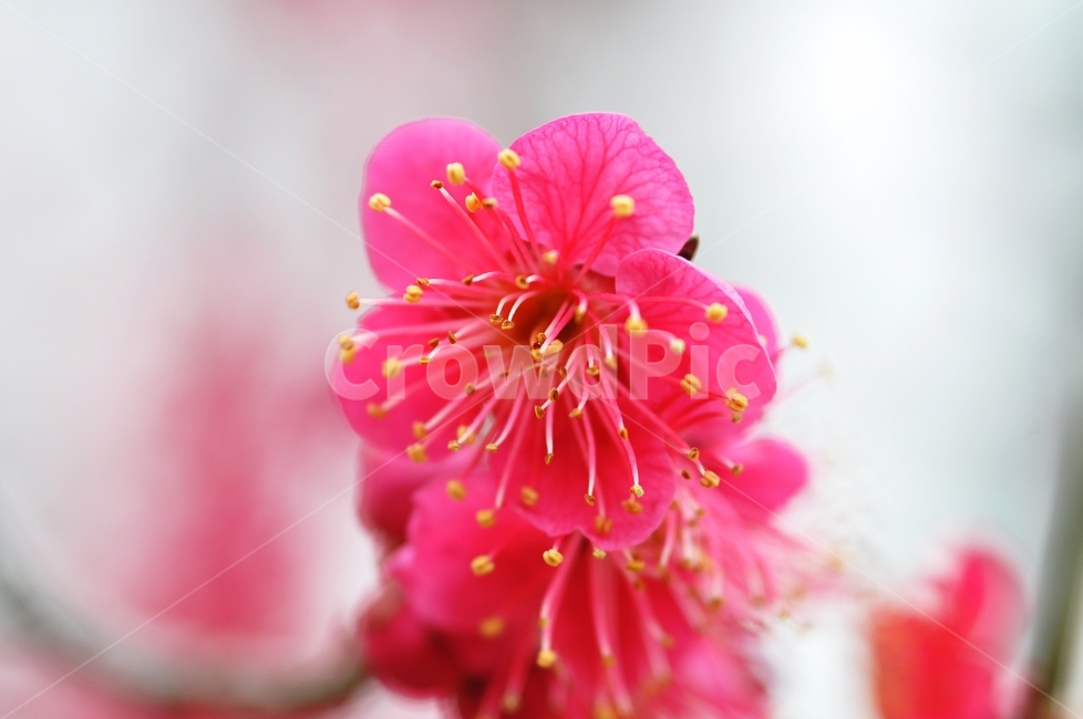 봄,꽃,홍매화,매화,꽃사진,봄,계절,spring,season,식물,자연,plants,nature,꽃,flower,plant