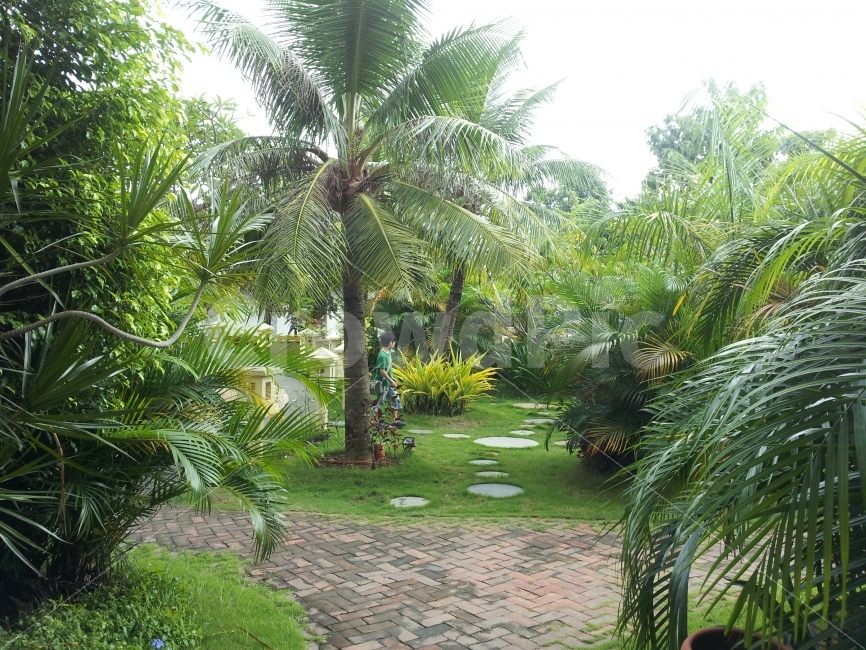 필리핀,Philippines,열대,열대지방,아열대,열대지역,동남아,동남아시아,아시아,asia,동양,자연,nature,풍경,야자수,여름,summer,여행,해외여행,외국,외국여행,해외,정원,공원,관광,해외관광,여름휴가,휴가,코코넛,열매,과일,과실,fruit,식물,나무,tree,더운,덥다,뜨거운,뜨겁다,잔디,잔디밭,landscape,경치,여름,계절,summer,season,해외,외국,세계,foreign,oversea,world,garden,outdoors,옥외