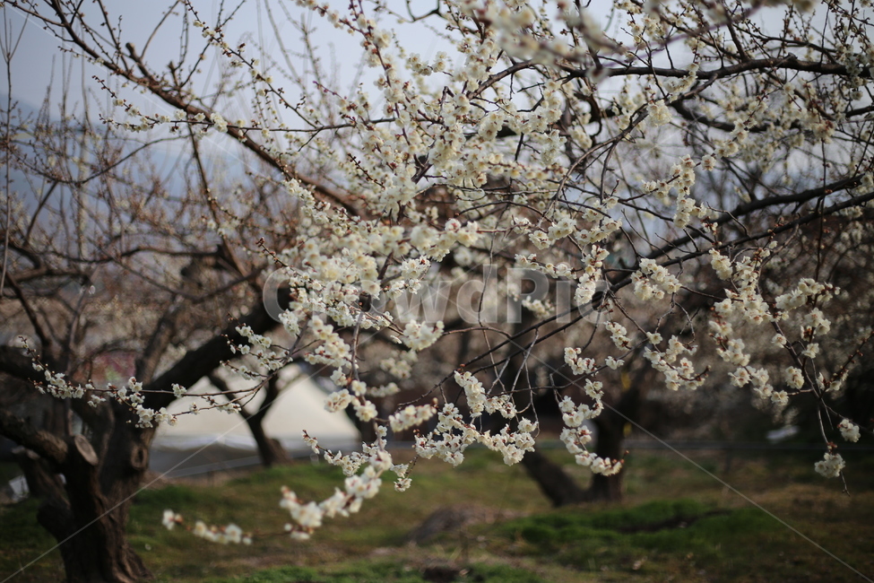 꽃,매화,식물,자연,봄,봄,계절,spring,season,식물,자연,plants,nature,꽃,flower,plant,blossom