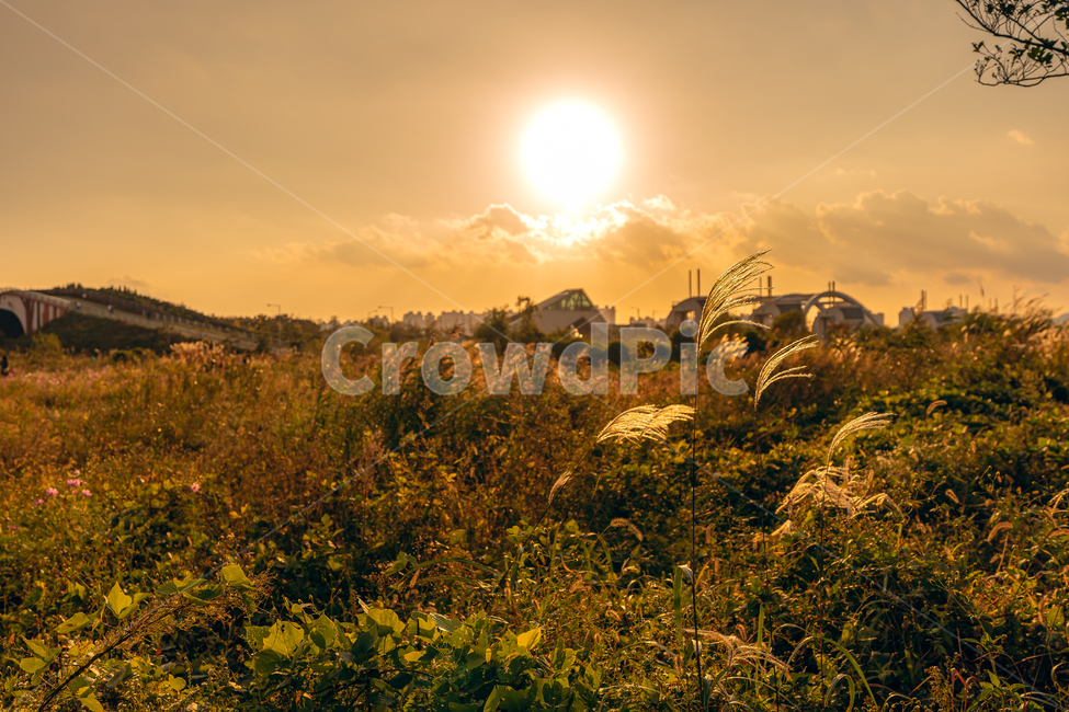 가을,갈대,억새,노을,풍경,자연,을숙도,일몰,가을,계절,fall,autumn,season,자연,풍경,nature,landscape,light,빛,flare,플레어,outdoors,옥외