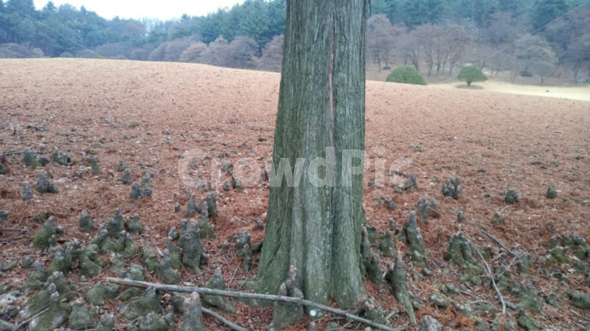 낙우송,낙우송기근,기근,자연,나무줄기,식물,자연,plants,nature,나무,trees,wood