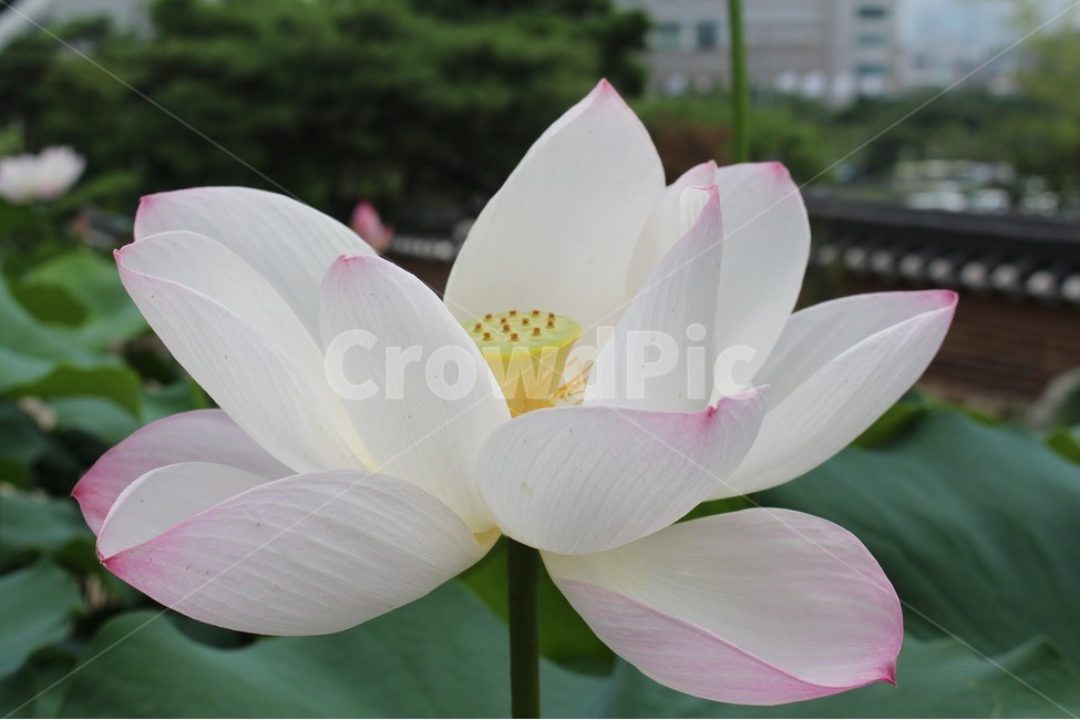 연꽃,불교,부처님,종교,여름,식물,자연,plants,nature,꽃,flower