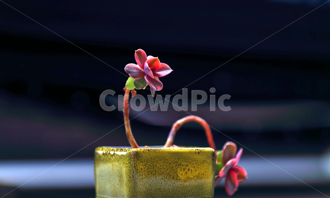 자연,식물,화분,다육식물,다육이화분,식물,자연,plants,nature
