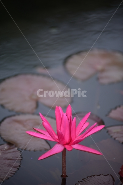 수련,연꽃,반영,물,자연,꽃,연잎,분홍,초록,식물,자연,plants,nature,꽃,flower