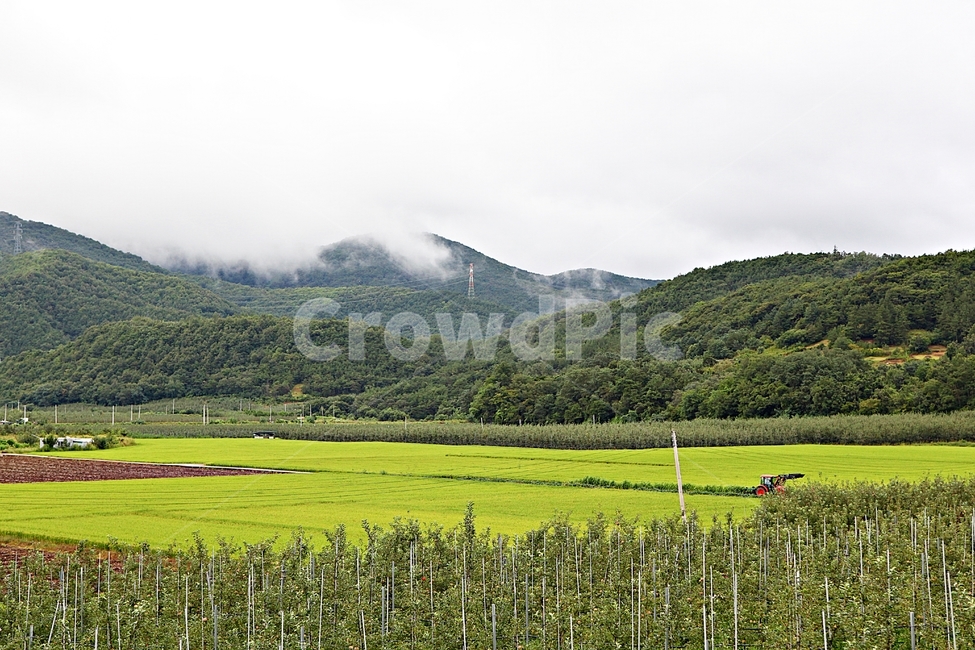 벼,논,농작물,쌀,곡식,자연,옥외,들,농촌,시골,시골,마을,풍경,landscape,country,rural,town