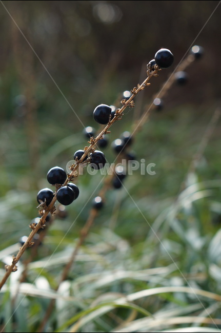 맥문동,열매,풍경,자연,겨울,식물,자연,plants,nature,과일,열매,fruit