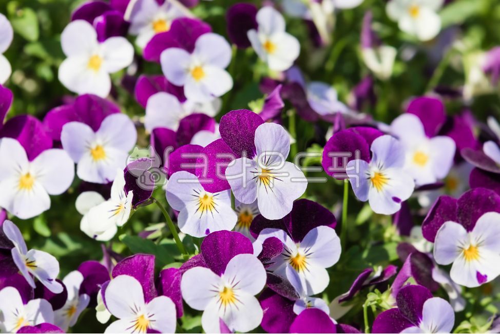 yellow,little pansy,viola pansy,tricolor violet,petal,white,pansy,violatricolor,viola,green,nature,violet family,leaf,flower,warm,sunlight,White,plant,purple,edible,viola flower,annual plant