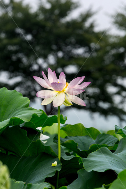 연꽃,연잎,무늬,청초,연대,습지,자연,식물,자연,plants,nature,꽃,flower