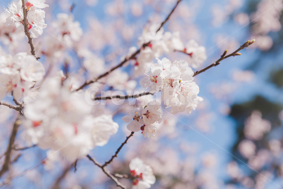 cherryblossoms,벚꽃,봄꽃,plant,식물,blossom,꽃,flower,봄,계절,spring,season,식물,자연,plants,nature,꽃,flower
