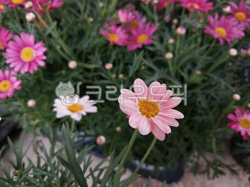 marguerite,목마가렛꽃,margueritedaisy,flower,leaf,petal,parisdaisy,꽃,꽃잎,마가렛,마가렛데이지,목마가렛,마가렛꽃