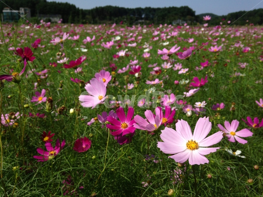 가울,오죽헌,코스모스,plant,식물,flower,꽃,식물,자연,plants,nature,꽃,flower