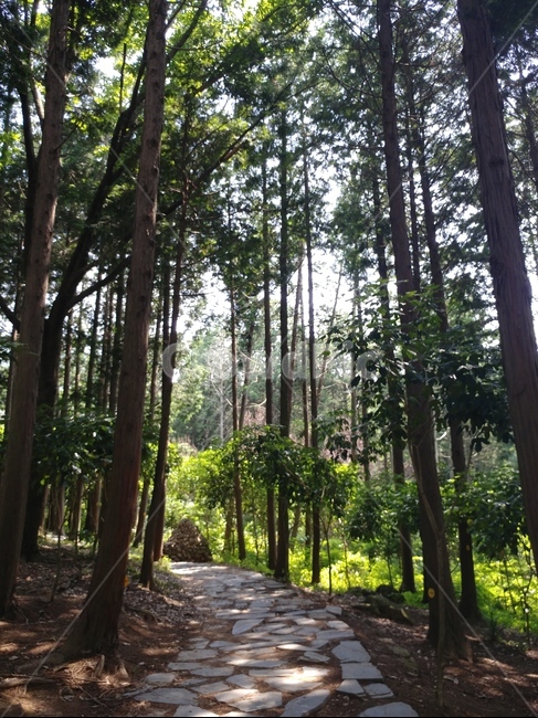 메타세콰이어길,메타세콰이어,길,산속,나무,숲