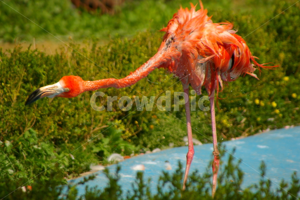 홍학,플라밍고,flamingo,새,bird,동물,animal,조류,새,birds