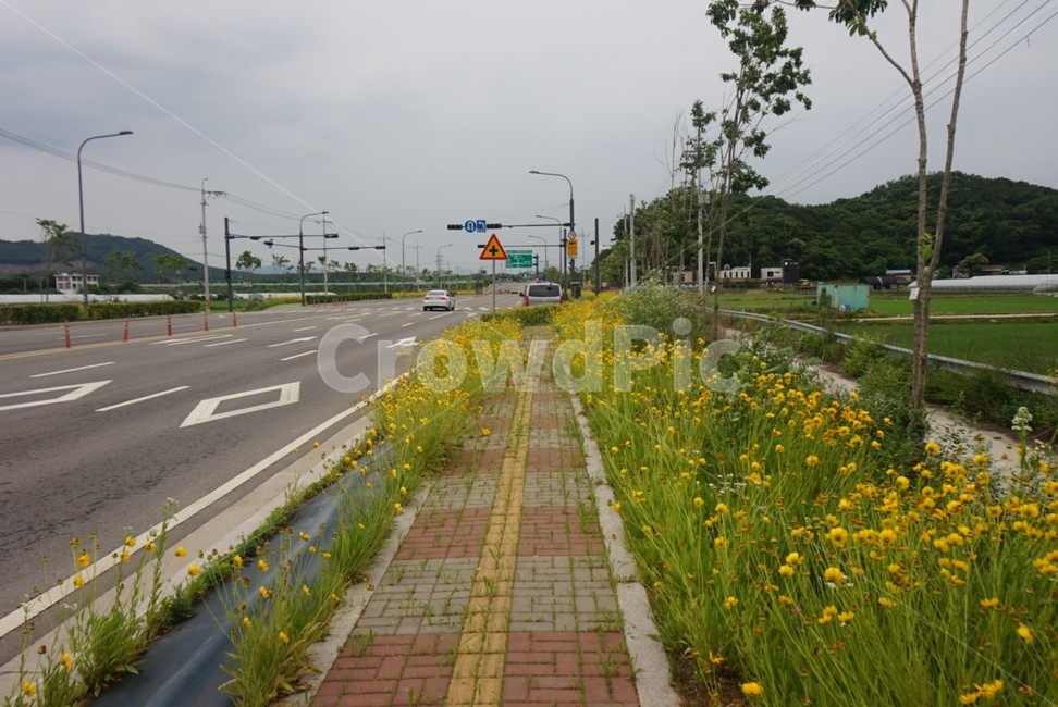 spring flowers,Saechorom,wild flowers,One bunch,flower