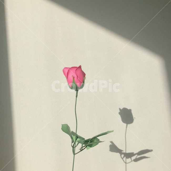 몽환적,장미,새벽감성,차가움,핑크장미