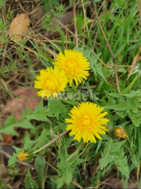 plant,꽃,flower,식물,blossom,민들레