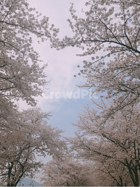 벚꽃,나무,tree,flower,식물,cherryblossom,봄,봄,계절,spring,season,plant,blossom,꽃,cherry blossom