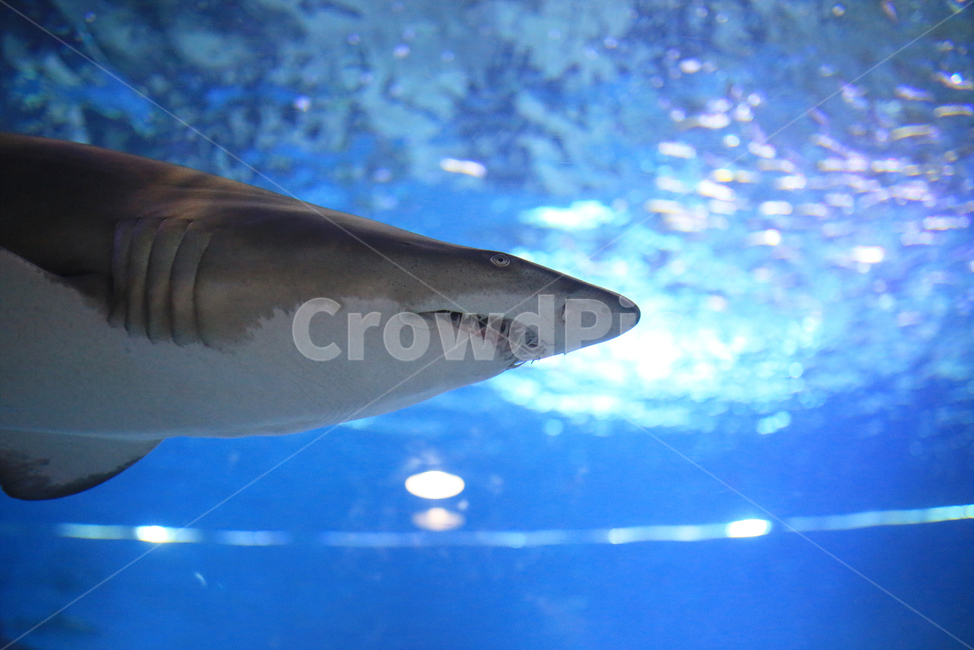 상어,수족관,아쿠아리움,물속,해양,물고기,어류,죠스,shark,jaws,동물,animal,어류,물고기,fish