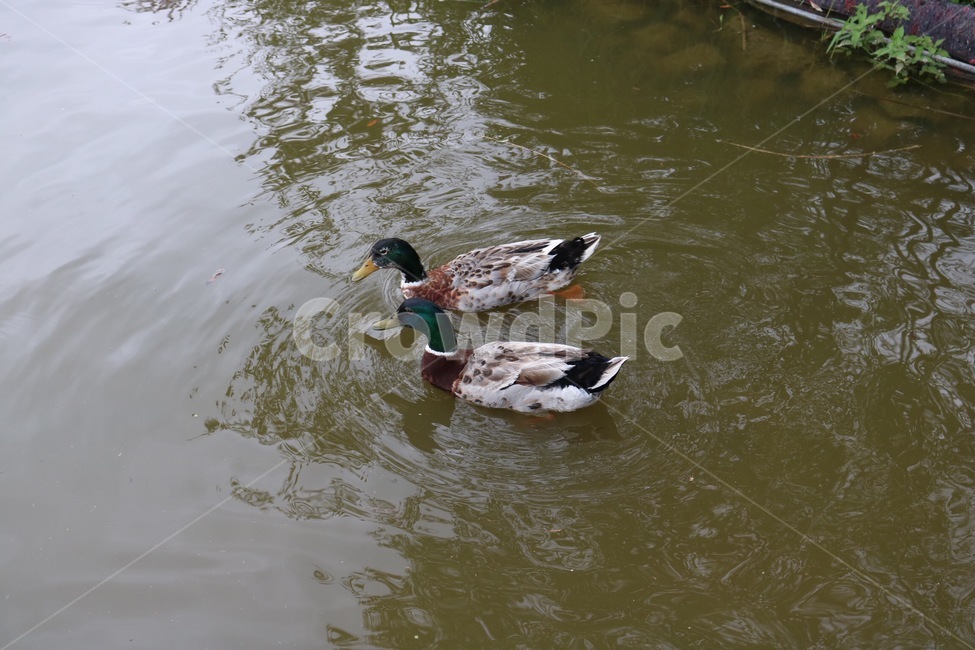 오리,청둥오리,동물,물,수영,자연,duck,mallard,animal,water,swimming,nature,ahiru,magamo,doubutsu,mizu,suiei,동물,animal,조류,새,birds