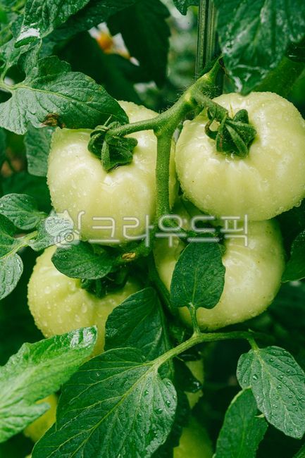 토마토,그린토마토,농작물,과일,신선한