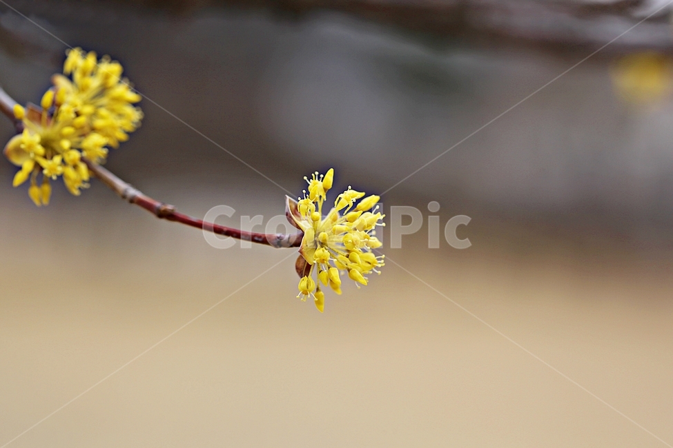 산수유꽃,꽃,산수유나무,자연,배경,봄,계절,spring,season,식물,자연,plants,nature,꽃,flower,plant