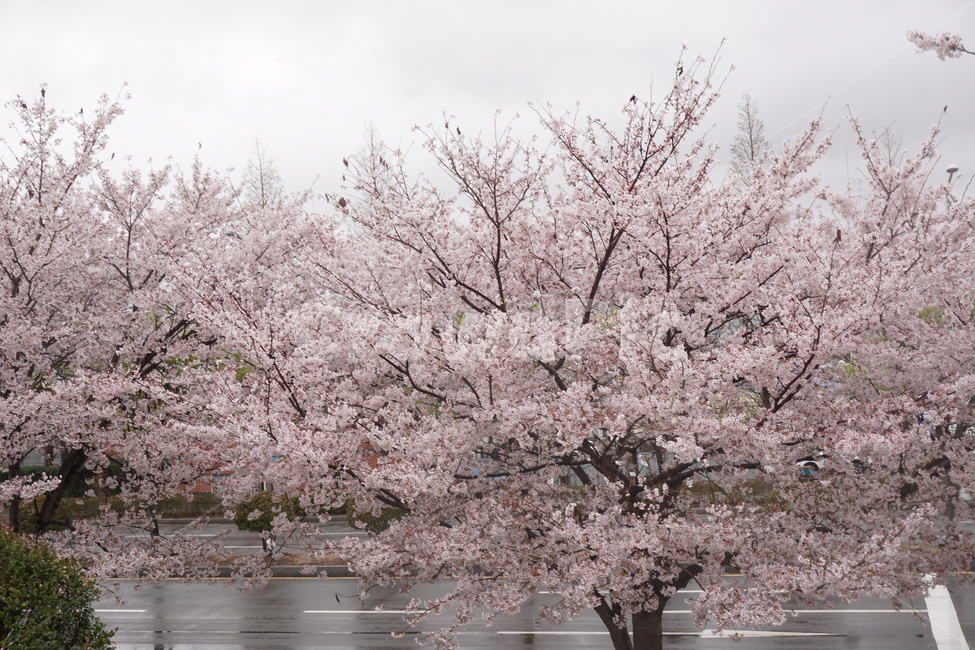 벚꽃,봄,체리블라썸,자연,감성,봄,계절,spring,season,식물,자연,plants,nature,나무,trees,wood,plant