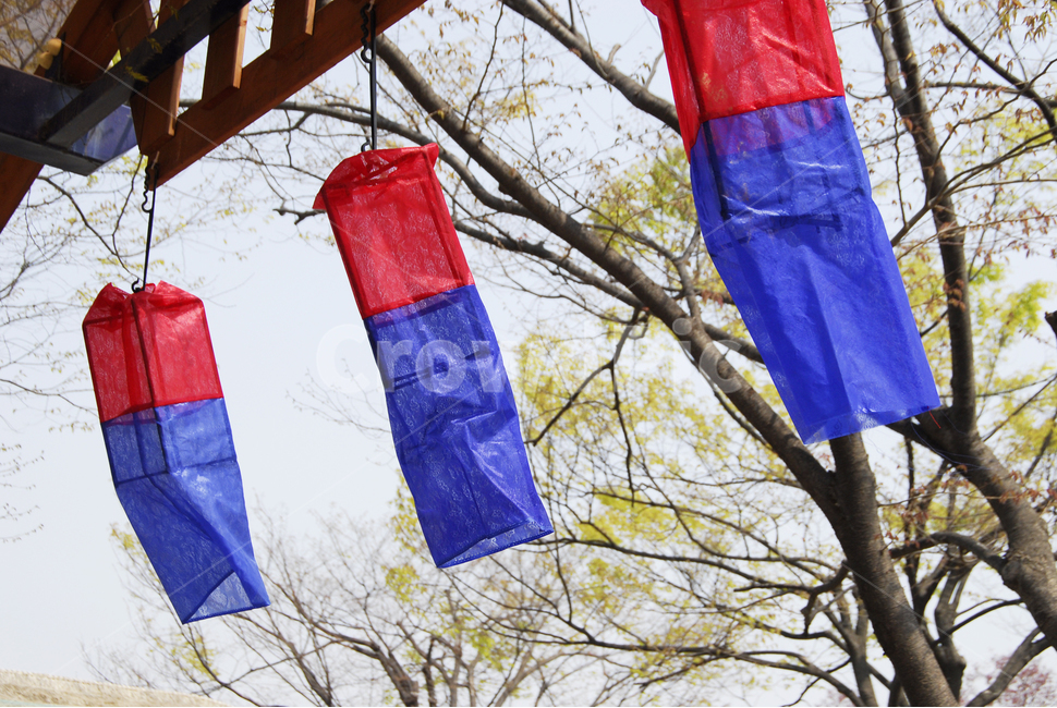 청사초롱,봄,나무,전통혼례,전통,한국전통,한국문화,korean traditional,korean culture