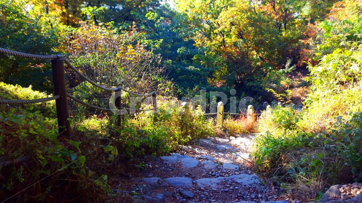 식물,자연,계단,풀,나무,자연,풍경,nature,landscape,ground,바닥,tree,plant
