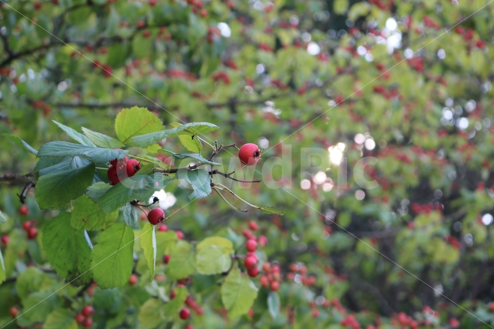 자연,꽃,풀잎,힐링,감성,식물,자연,plants,nature,과일,열매,fruit