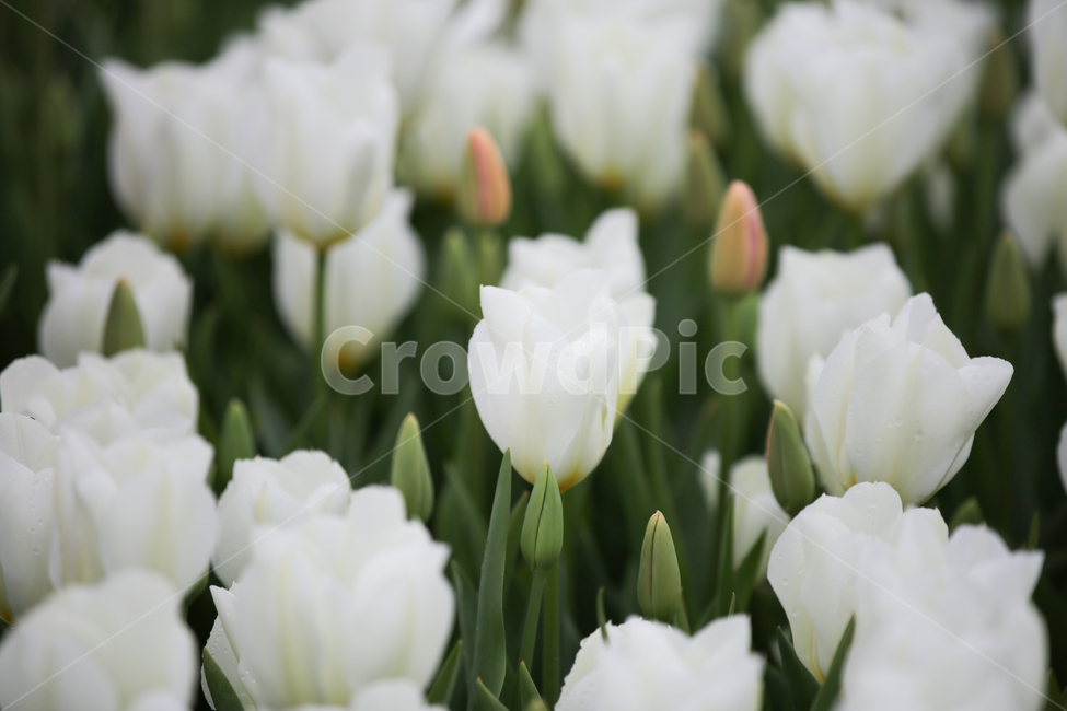 튤립,튤립축제,태안튤립축제,tulip,백합목,백합과,봄꽃,봄,계절,spring,season,식물,자연,plants,nature,꽃,flower,plant