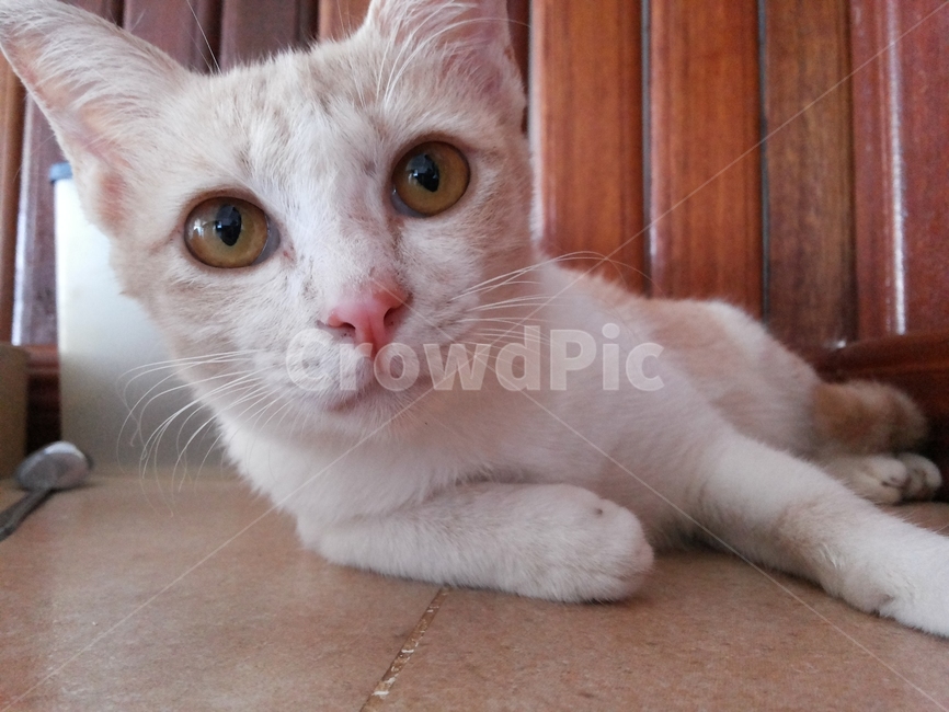 고양이,동물,아기고양이,cat,kitten