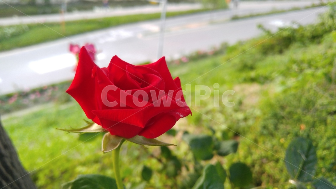 장미,붉은장미,꽃,붉은색,녹색,장미축제,식물,배경,감성,계절,사랑,rose,redroses,flower,red,green,rosefestival,flants,background,emotional,season,love