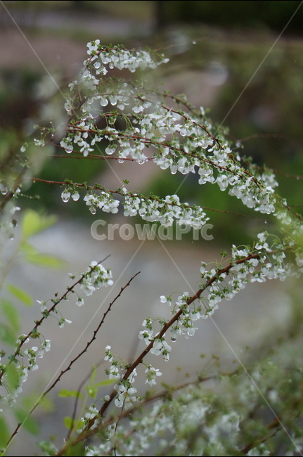 비,물방울,나무,조팝나무,흐림,봄,계절,spring,season,식물,자연,plants,nature,꽃,flower,비,비오는날,rain,rainy,plant