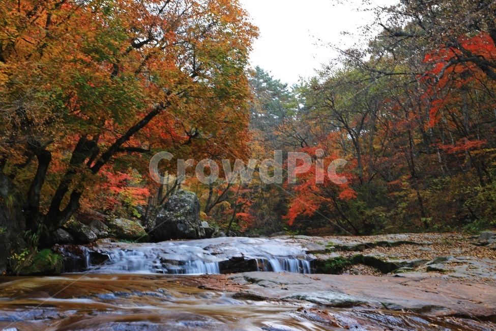 water,물,nature,outdoors,옥외,waterfall,폭포,tree,나무,plant,식물,leaf,잎,stream,흐름,물흐름,강원도,인제,방태산,방태산폭포,방태산가을,단풍,단풍잎,가을,추색,만추,낙엽,계곡,경치,경관,풍경,인제가을