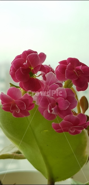 야생화,분홍꽃,호야,잎,창,꽃,집,창문,식물,자연,plants,nature,꽃,flower