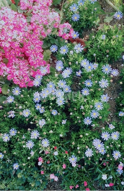 꽃,꽃밭,화단,봄,풀,식물,자연,plants,nature,꽃,flower