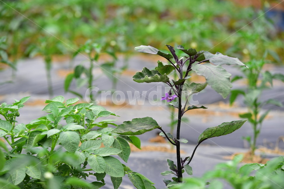 가지,꽃,보라색,가지잎,가지줄기,밭,농사,농촌,시골,잎,보라,자연,식물,nature,plants