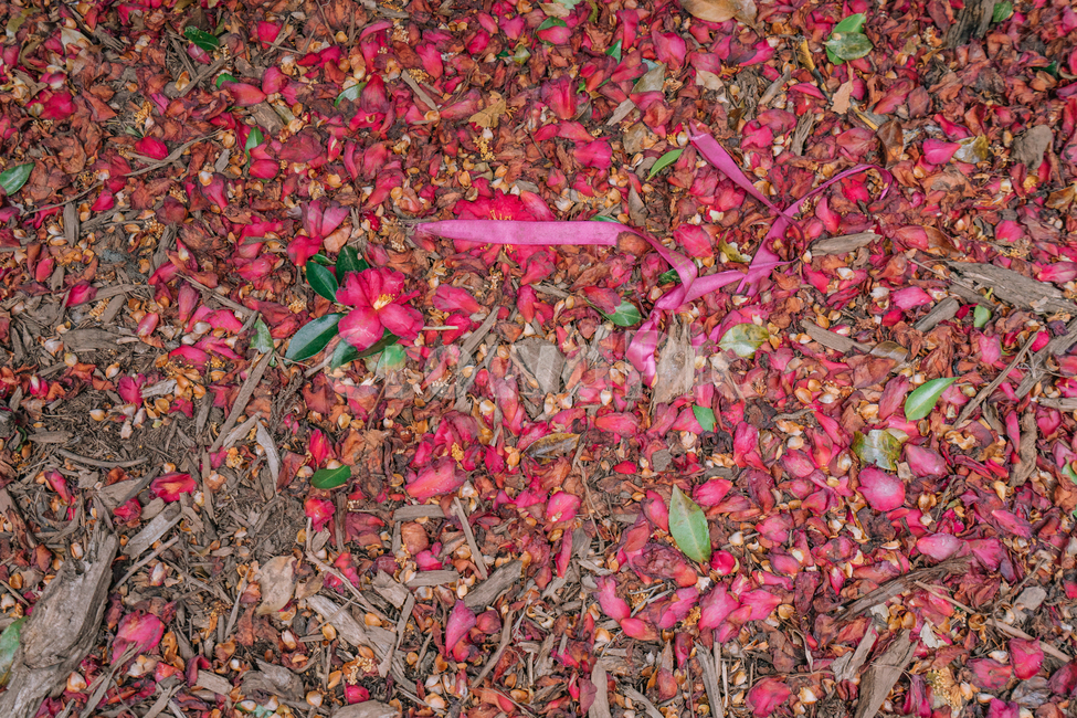 동백,동백꽃,자연,겨울,제주,분홍,꽃잎,풍경,korea,jeju,flower,꽃,flower