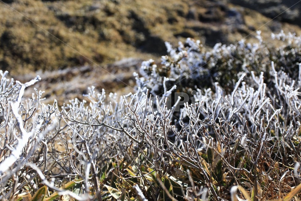 한라산,제주도,산,상고대,눈,눈꽃,겨울,snow,winter,나무,tree,자연,풍경,nature,landscape,outdoors,옥외