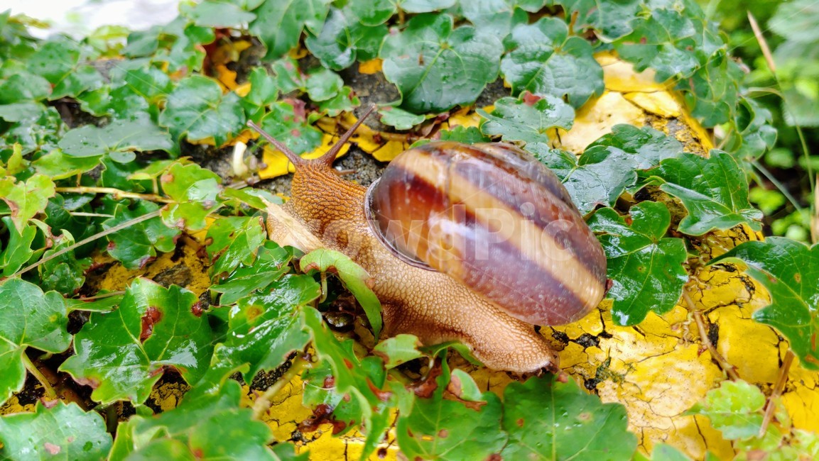 달팽이,snails,greatsnail,연체동물,escargot,caracol,salyangoz,schnecke,자웅동체,동물,animal
