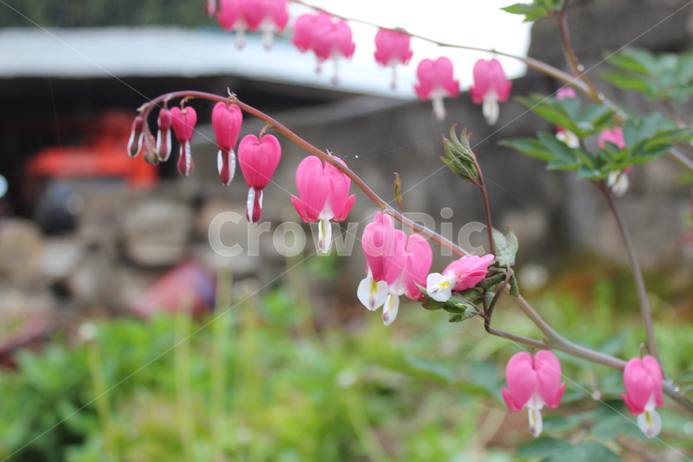 금당화,비,꽃,flower,감성,배경,식물,자연,plants,nature,꽃,flower