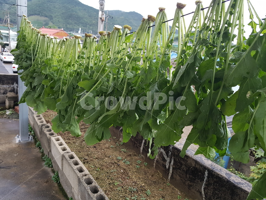 수확,채소,씨레기,씨레기말리기,무청,채소,야채,vegetables