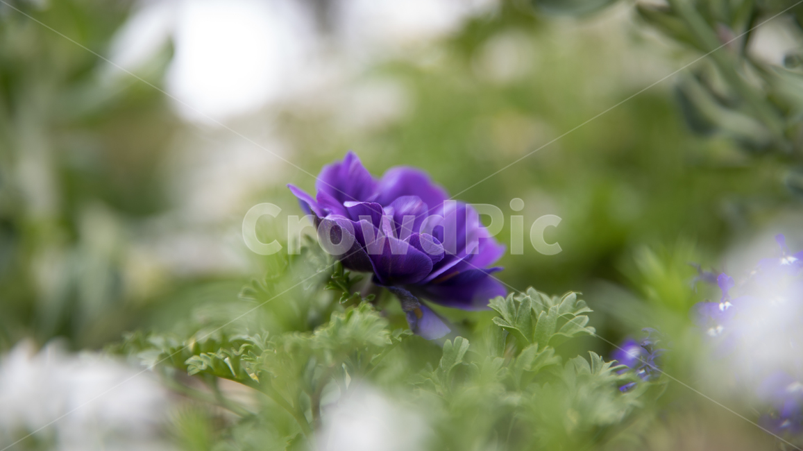 식물,꽃,plant,flower,blossom,식물,자연,plants,nature,꽃,flower