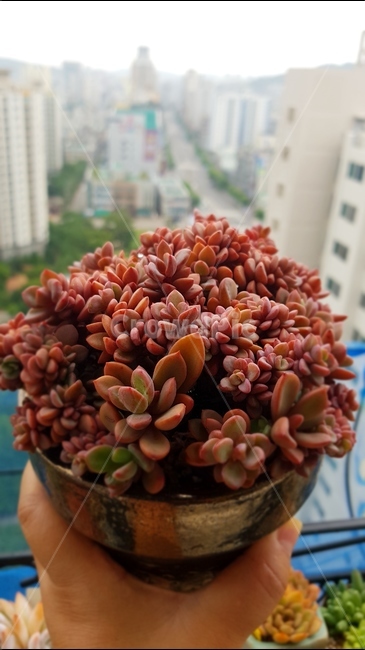 다육이,꽃,하늘,배경,빨강,화분,화초,식물,자연,plants,nature,실내용화초,화분,화초,house plant,사람,인물,인간,human,person,신체일부,몸,body