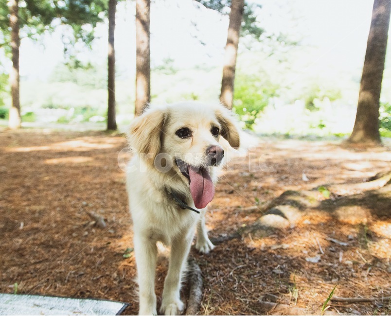 강아지,숲,햇빛,산책,동물,dog,동물,animal,포유류,mammal,개,강아지,dog,doggy