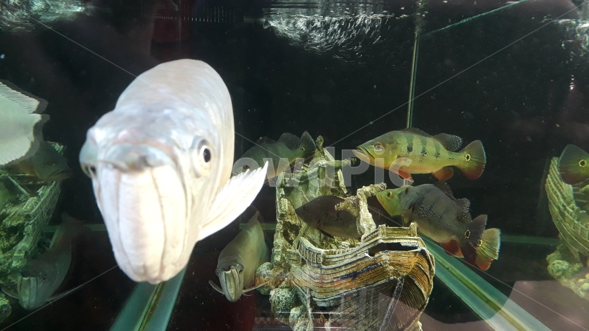 열대어,관상어,물고기,생선,fish,수족관,생물,해양생물,어류,물고기,fish