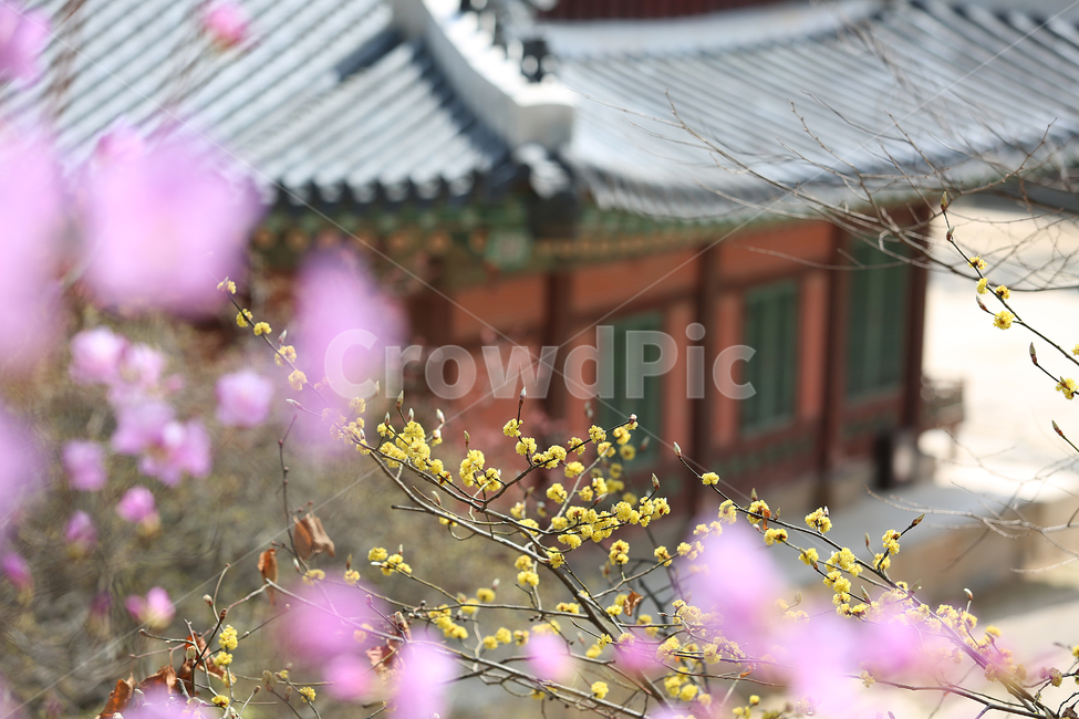 궁,봄,palace,spring,flower,꽃,창경궁,봄,계절,spring,season,한국전통,한국문화,korean traditional,korean culture,랜드마크,landmark,tourist attraction,한국랜드마크,한국관광지,한국명소,korea landmark,korea tourist attraction,식물,자연,plants,nature,꽃,flower